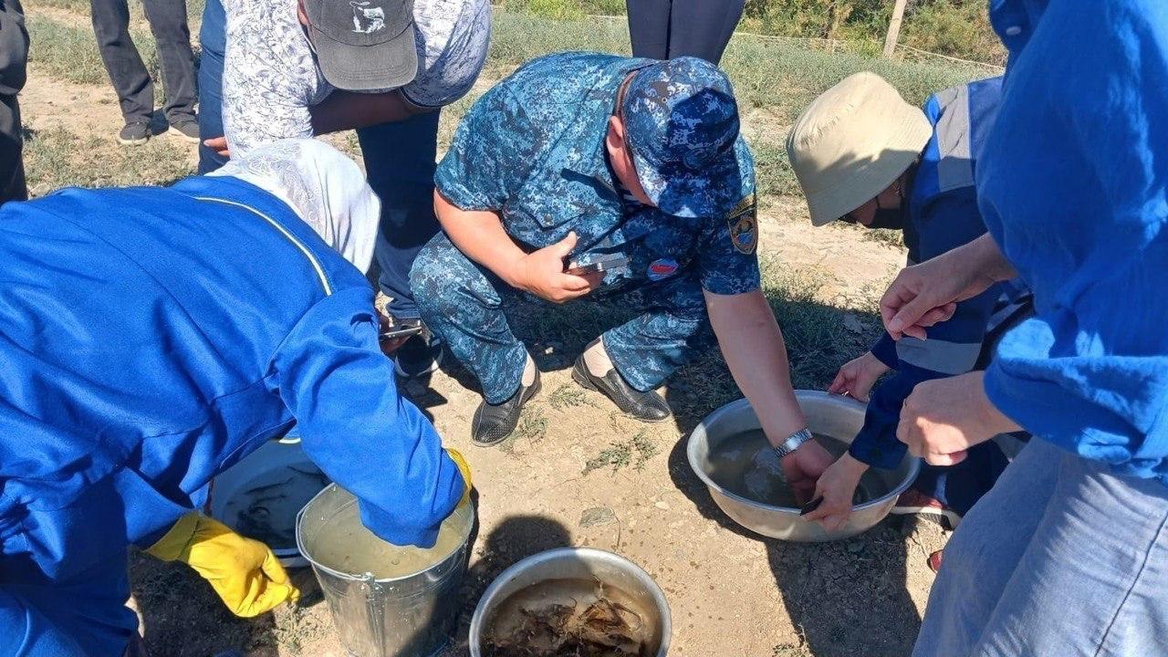 Более миллиона штук молоди осетровых видов рыб выпустили в реку Жайык