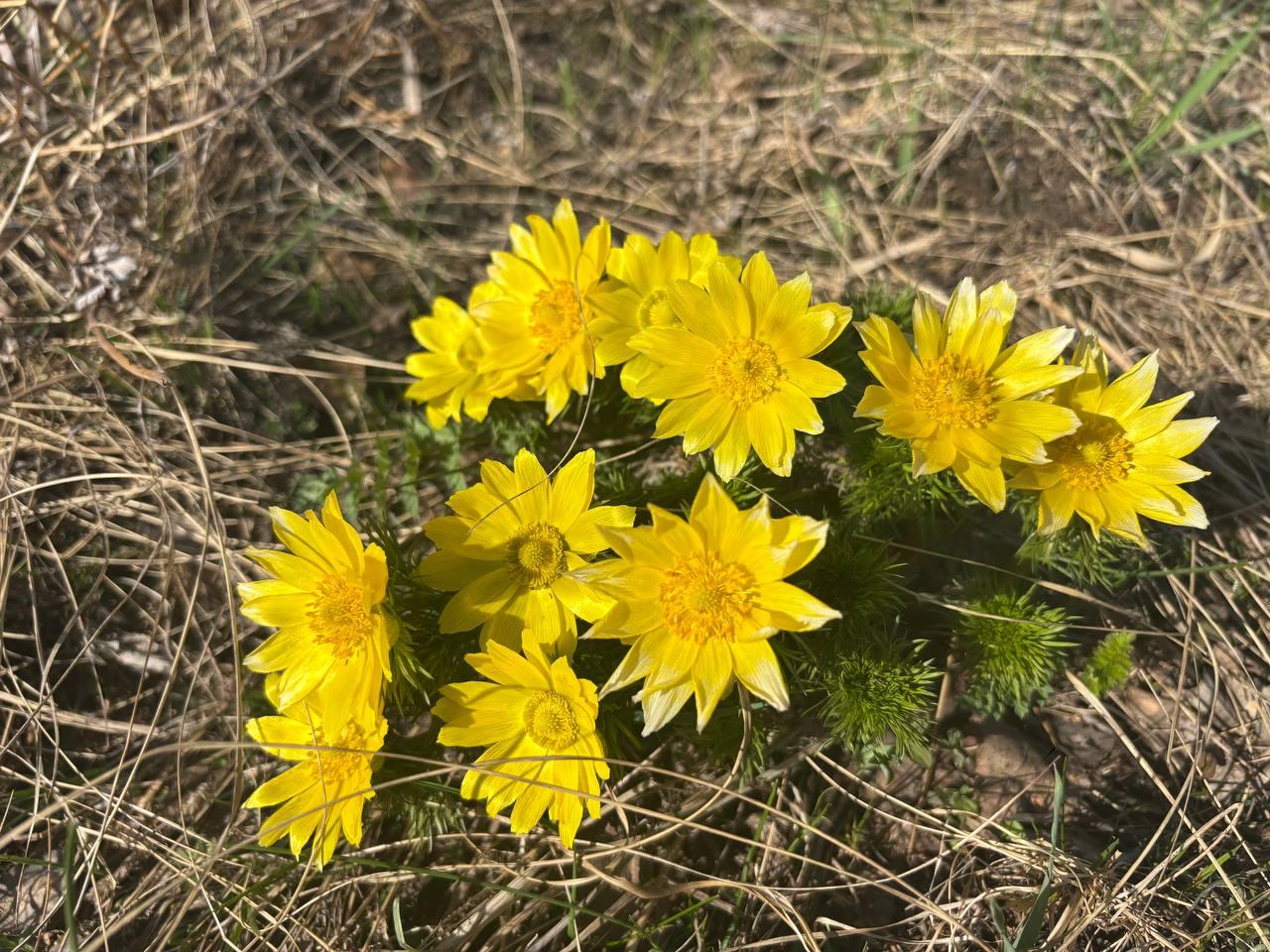 В ГНПП «Бурабай» фиксируют появление первых краснокнижных цветов