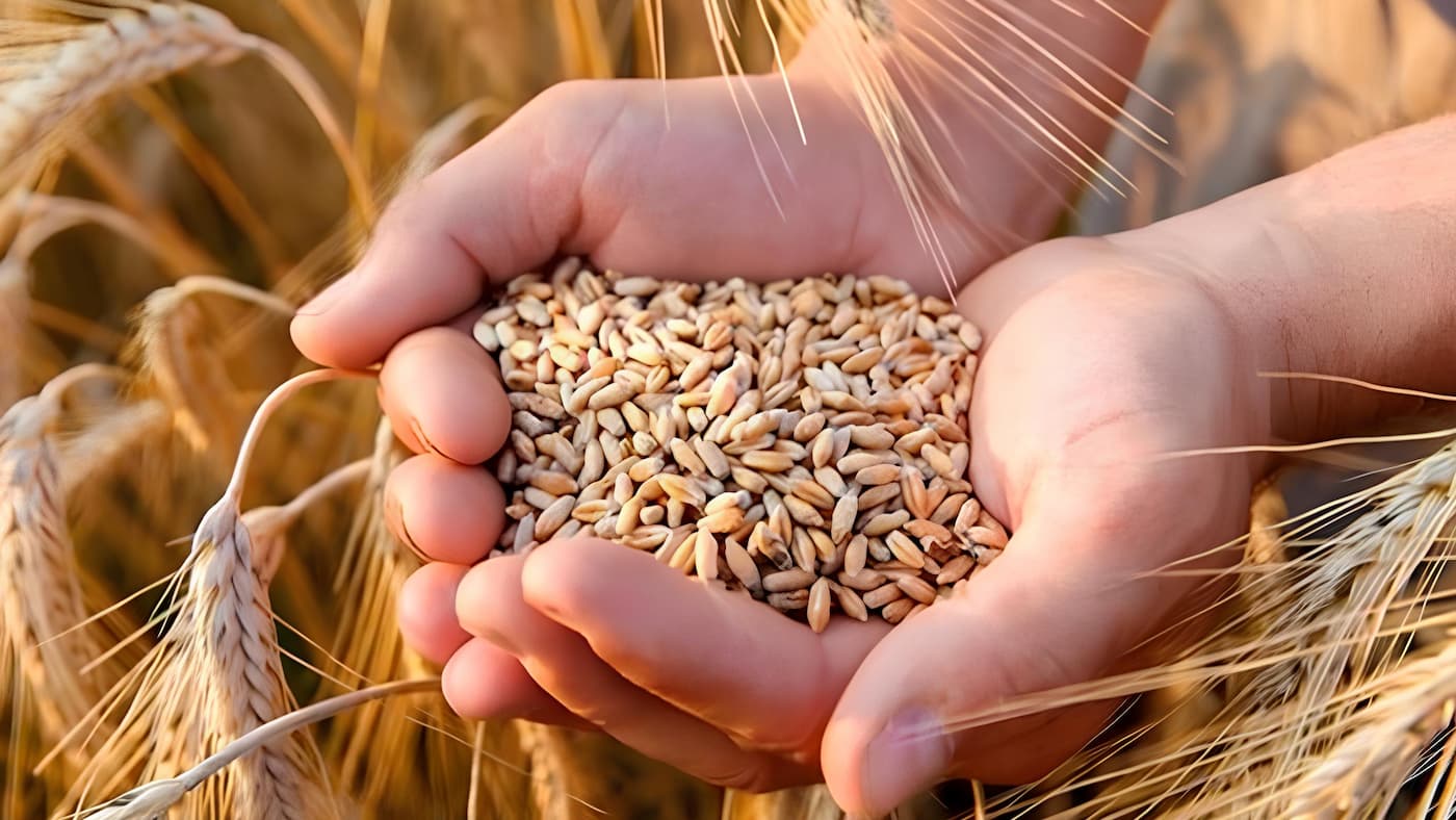 В СКО запущен новый проект по производству донатов и хлебцев