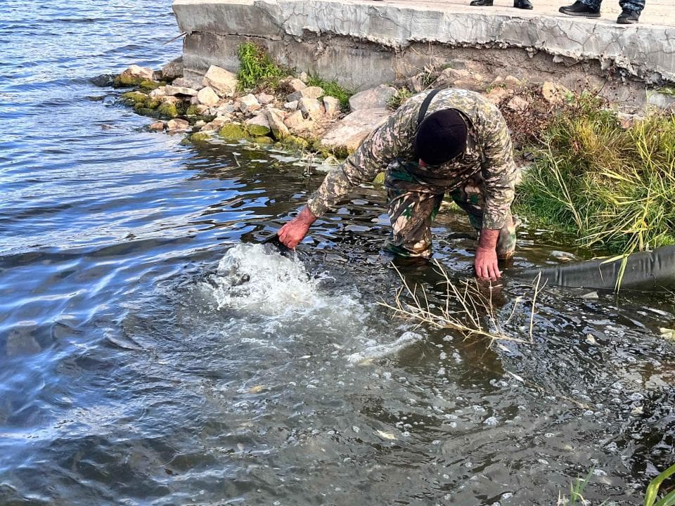 В реку Ишим в Астане будет выпущено 500 тысяч сеголеток карпа и белого амура