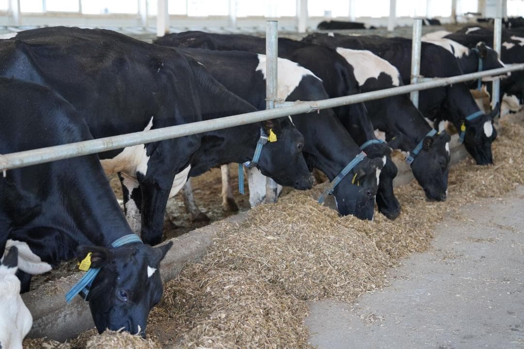 В Казахстане начал работу Союз животноводов