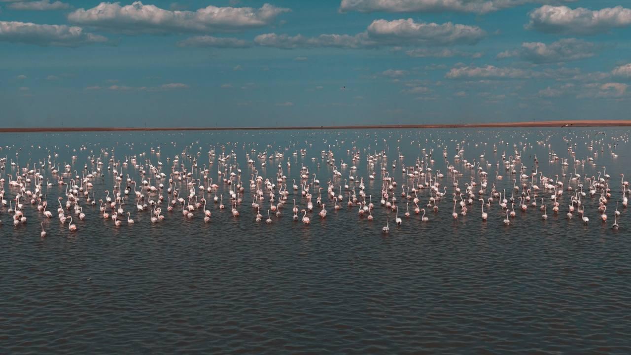В Коргалжынский заповедник для сохранения мест обитания фламинго сброшено 40 миллионов м³ воды