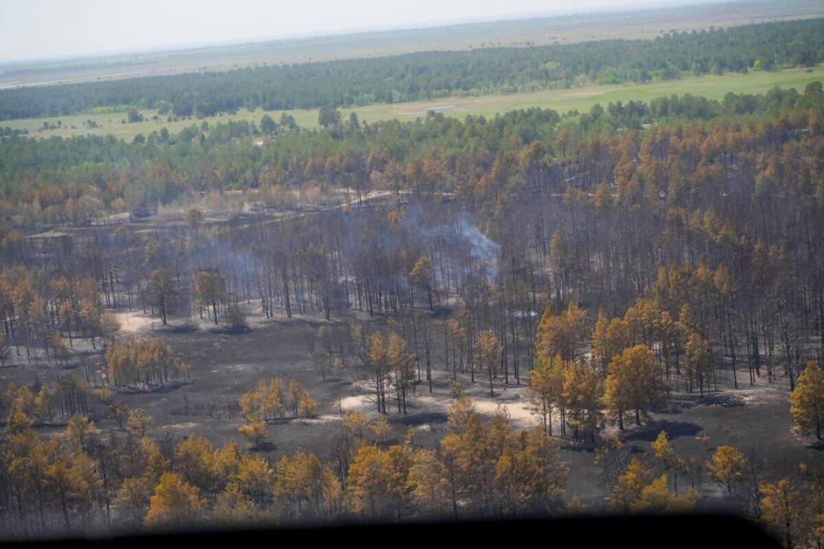 Япония будет помогать восстанавливать семипалатинские леса 