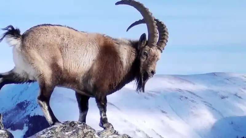 В Нацпарке «Алтын-Эмель» - осенний учет сибирских горных козлов