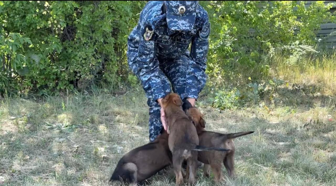Столичный Центр кинологической службы пополнился маленькими четвероногими помощниками полиции