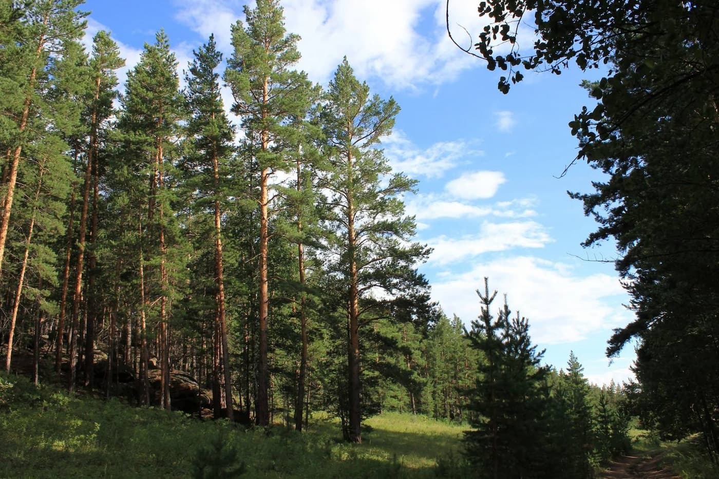 Государственный лесной фонд Казахстана увеличился на 60,2 тысячи гектаров