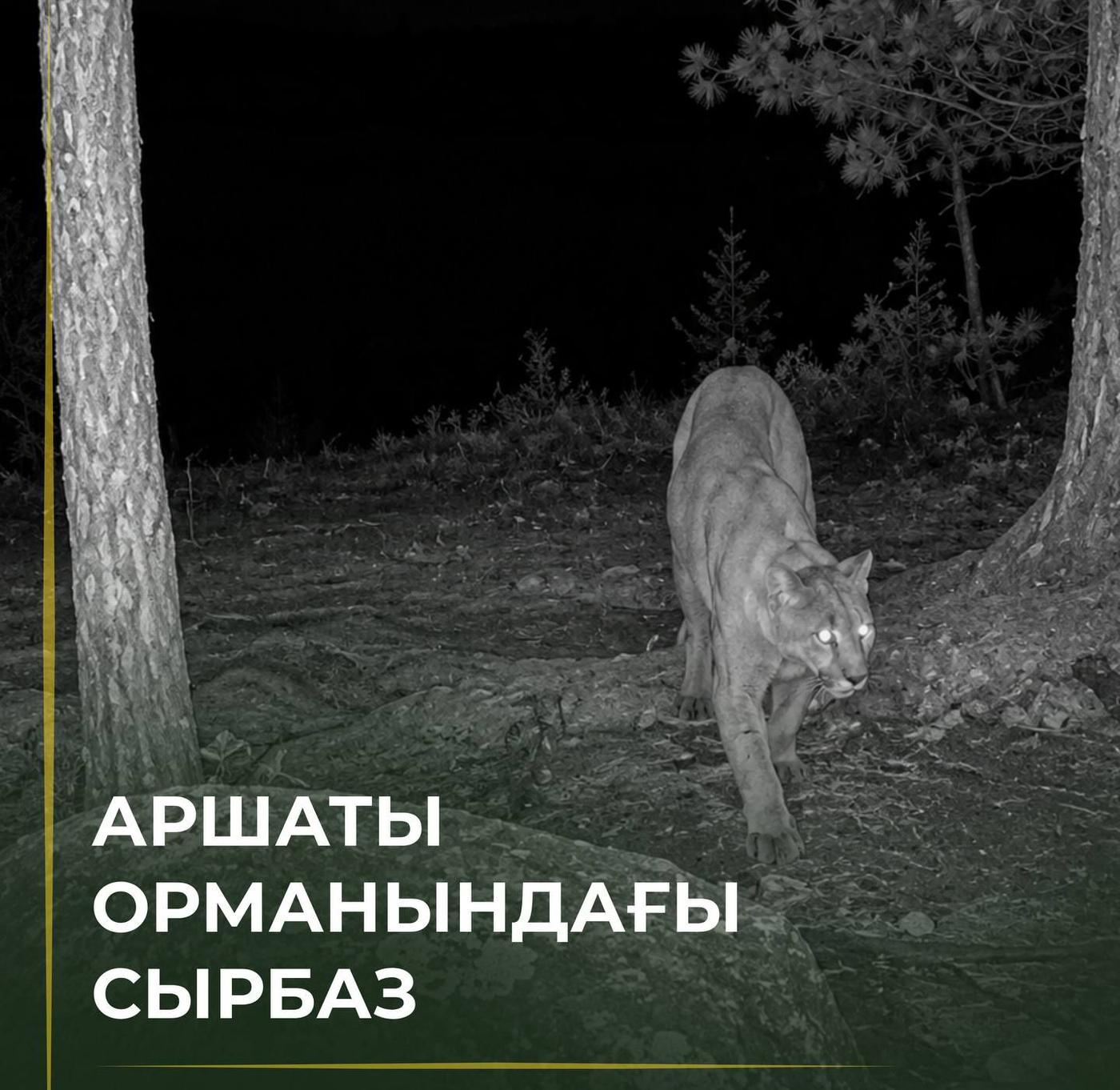 Скрытный обитатель Катон-Карагая попал в фотоловушку