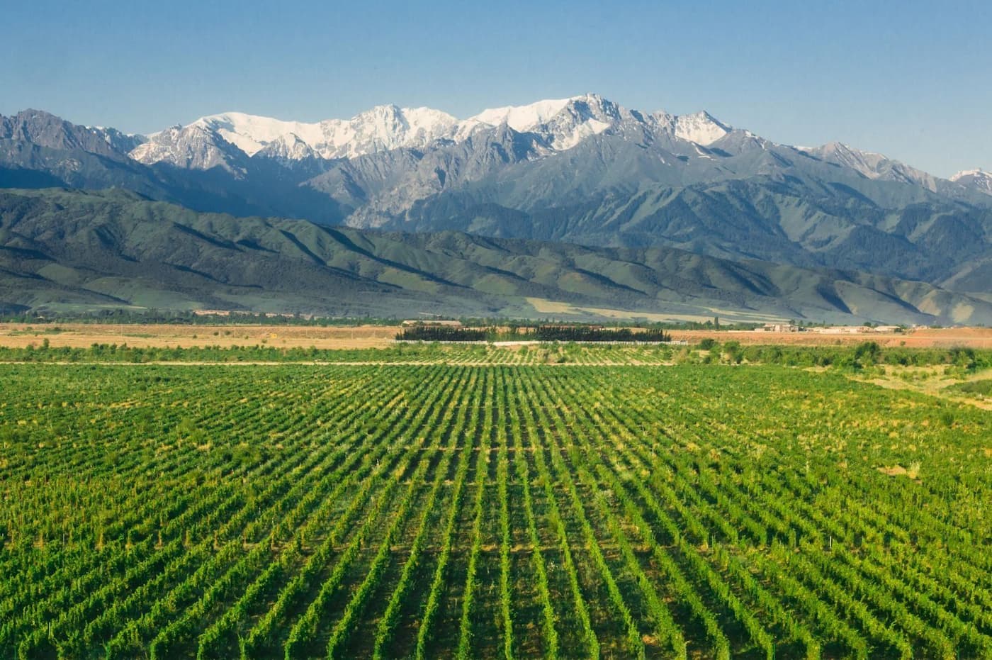 "Arba Wine". Чем удивляют алматинские аграрии