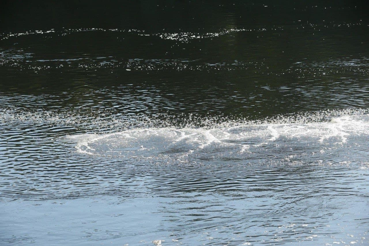 Непознанное. Черная вода и мертвая рыба 