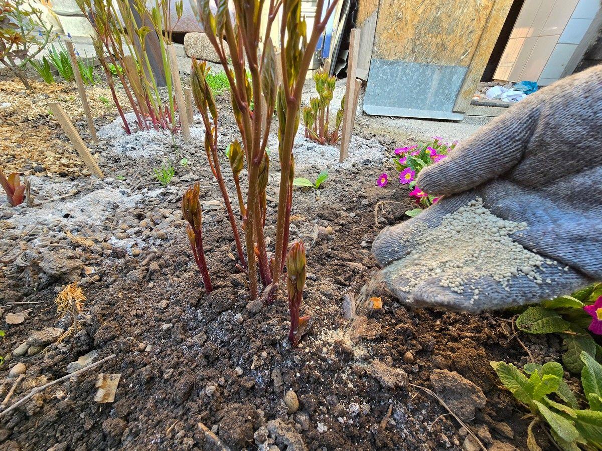 Калийная независимость