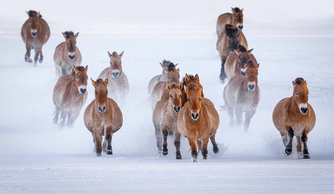 Лошадь Пржевальского — из Европы в Казахстан 