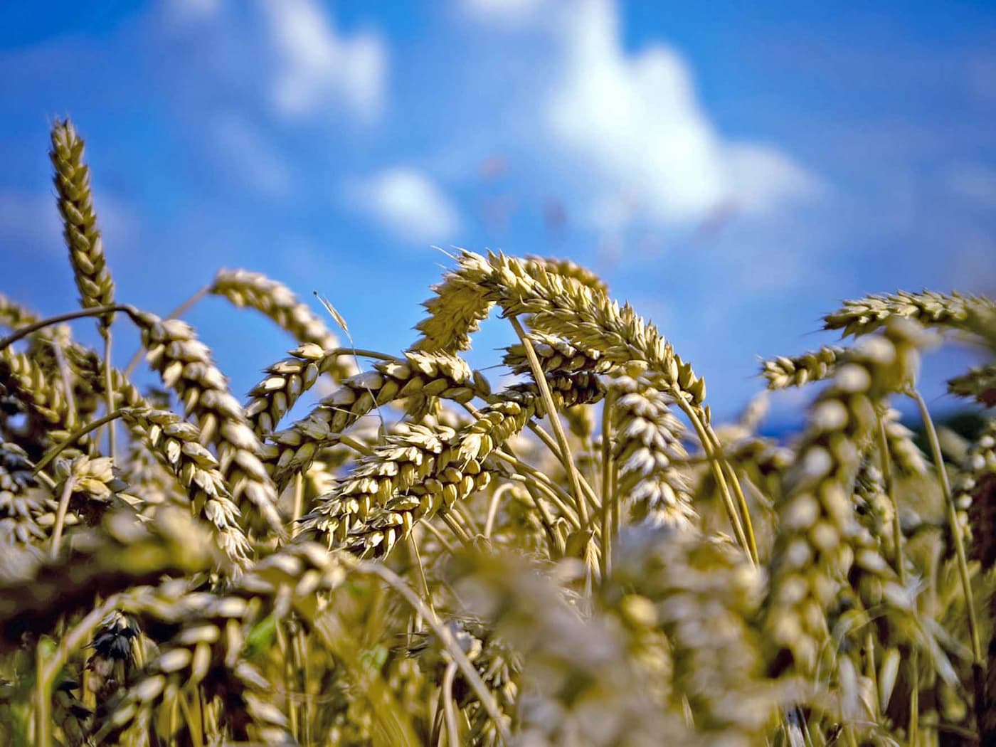 Большой урожай казахстанского зерна может остаться на полях 