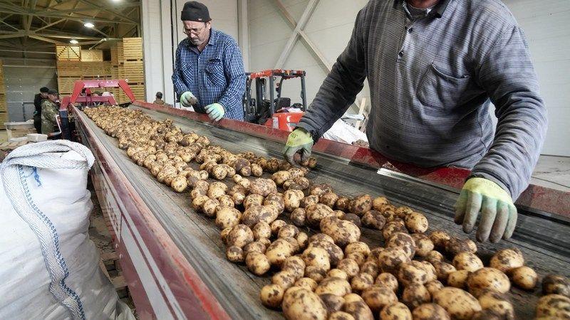 Урожай вопреки погоде