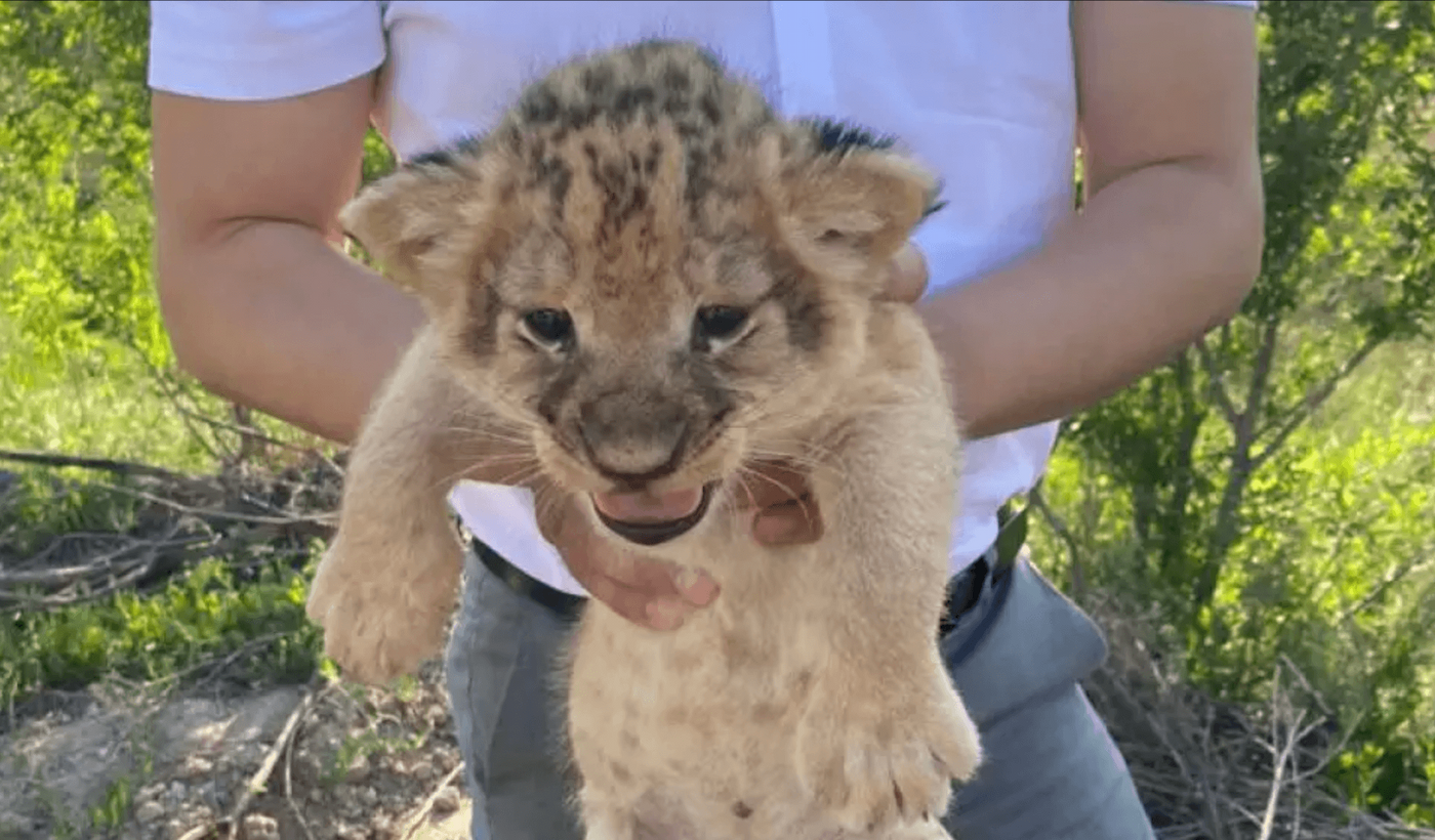 Работников зоопарка судят в Караганде за попытку продать львят