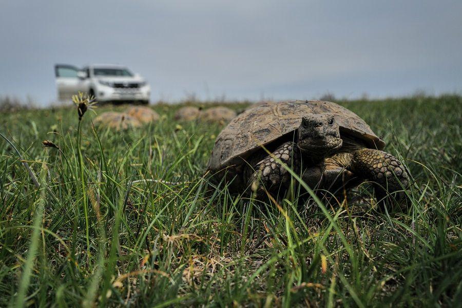 Спасти (не)рядовую черепаху