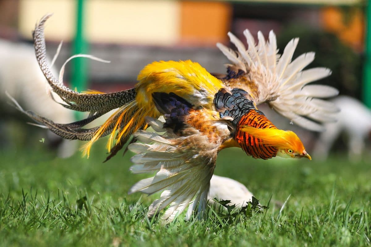 Жизненные наблюдения фотокорреспондентов