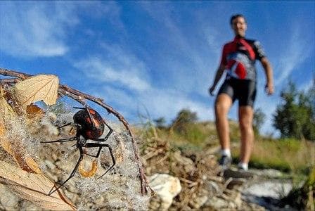 Антидот в спичечном коробке 