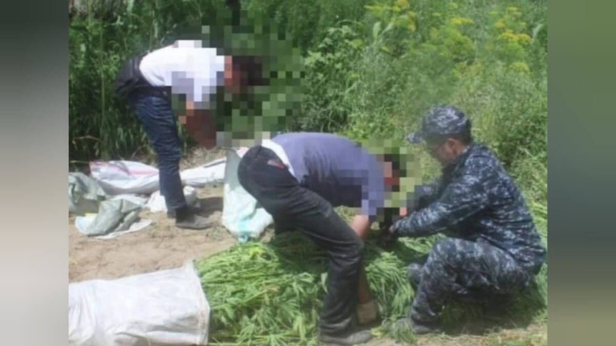 За три 3 дня в Алматы ликвидированы две нарколаборатории и одна плантация