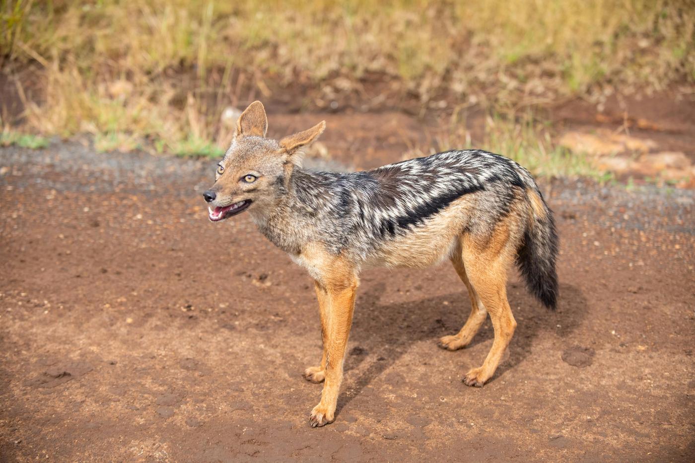 Шакал напал на детей