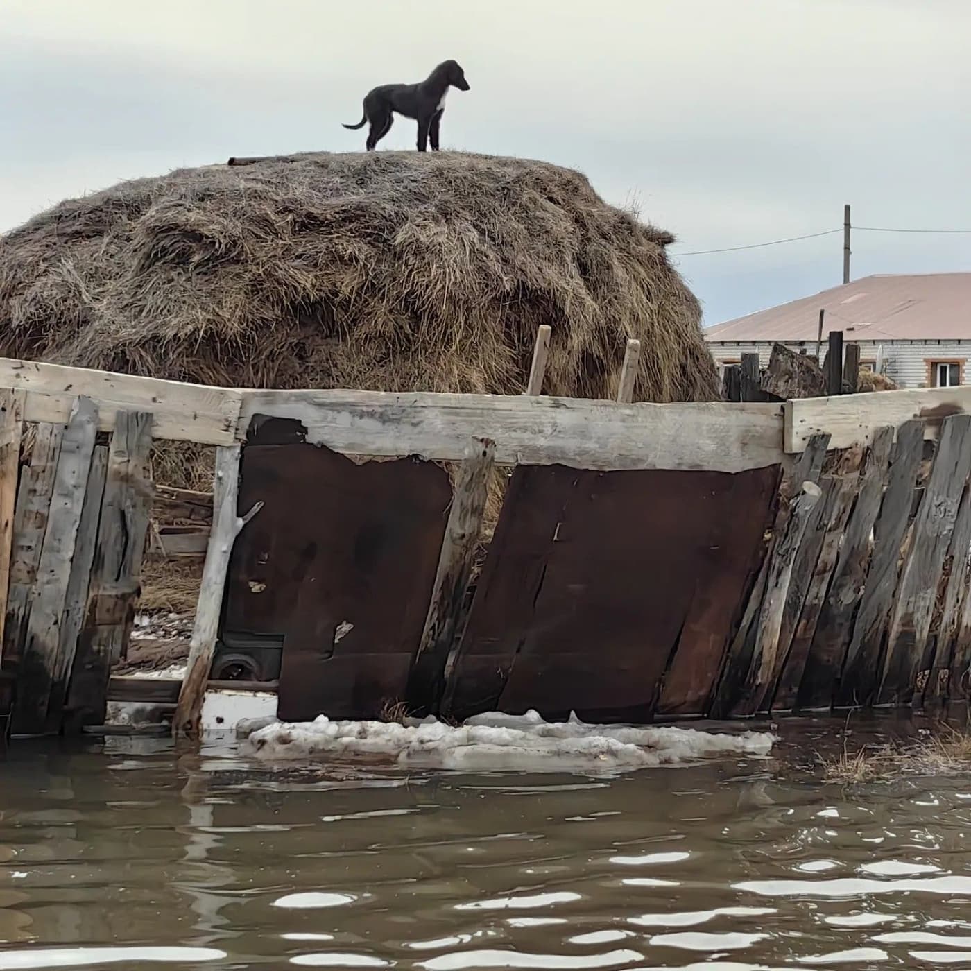 Кошки и собаки, спасенные во время паводка в Казахстане, оказались не нужны своим хозяевам
