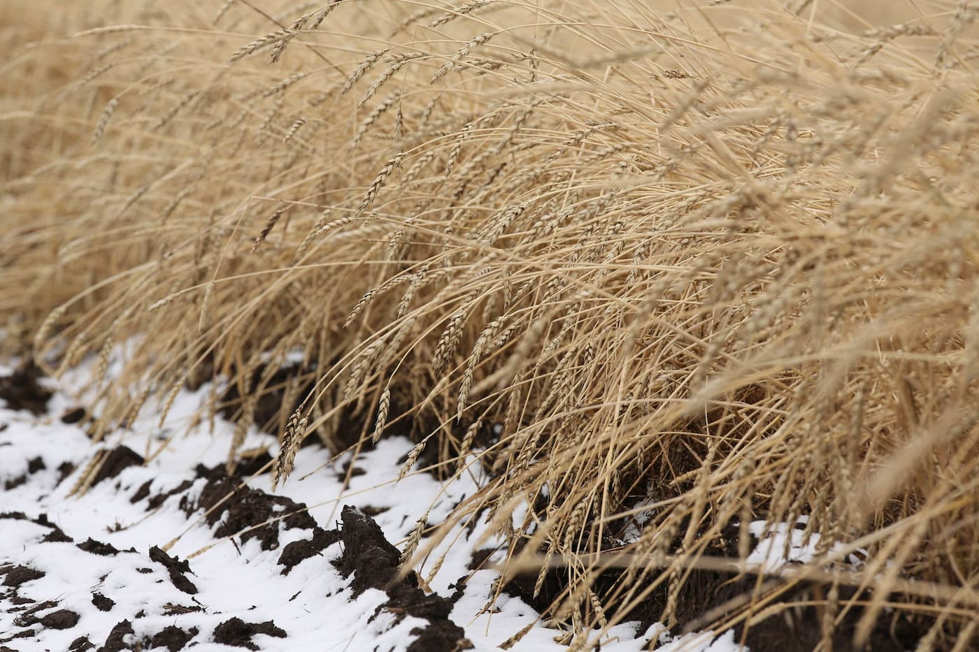 Зерновая депрессия 