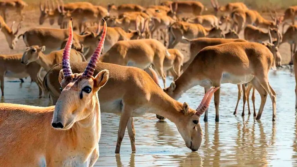 Казахстан в течение 20 лет смог добиться восстановления популяции краснокнижной антилопы 