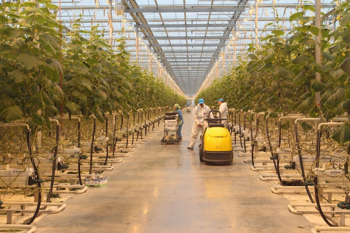 Гастрономический максимум