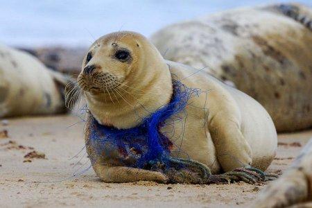 ООПТ для тюленей