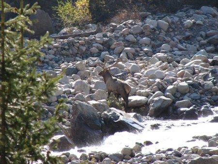 Джунгарские трофеи