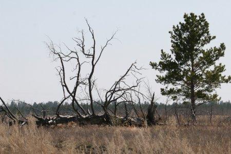 Сибирская линия