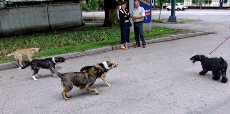 Одичавшие любимцы дичающего общества