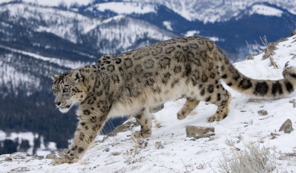 На очередного снежного барса установлено GPS-устройство