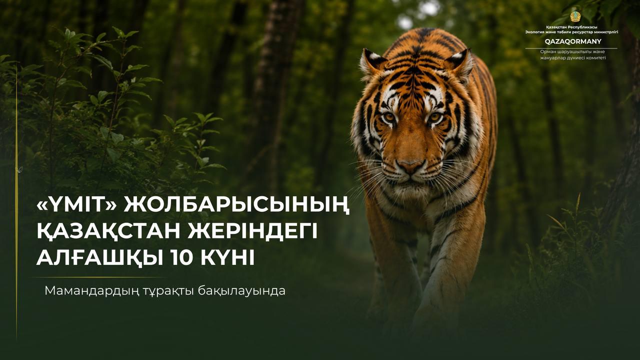 Тигрица Үміт провела первые 10 дней в естественных условиях
