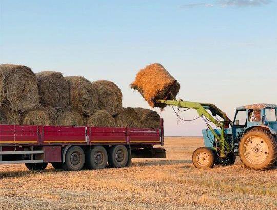 В Казахстане заготовлено более 40 миллионов тонн кормов