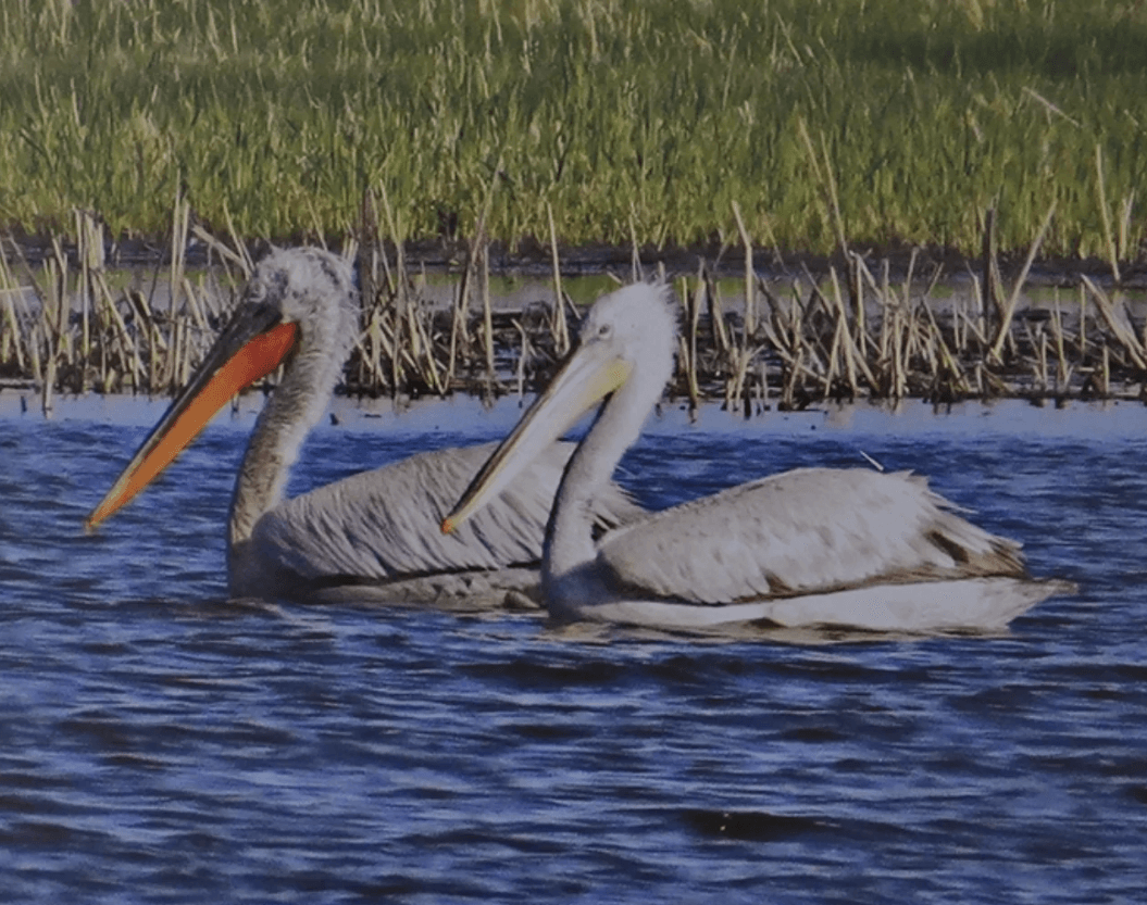 Все птицы в гости к нам