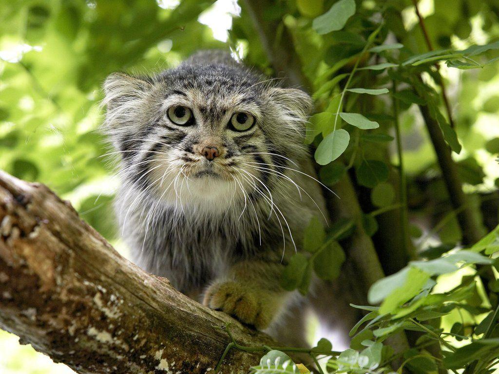 В Республике Хакасия снова появился краснокнижный кот манул