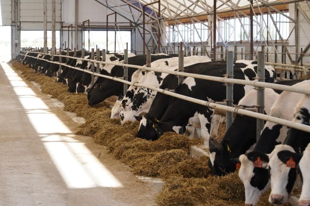 В Алматинской области построят завод по производству кормов для домашних животных