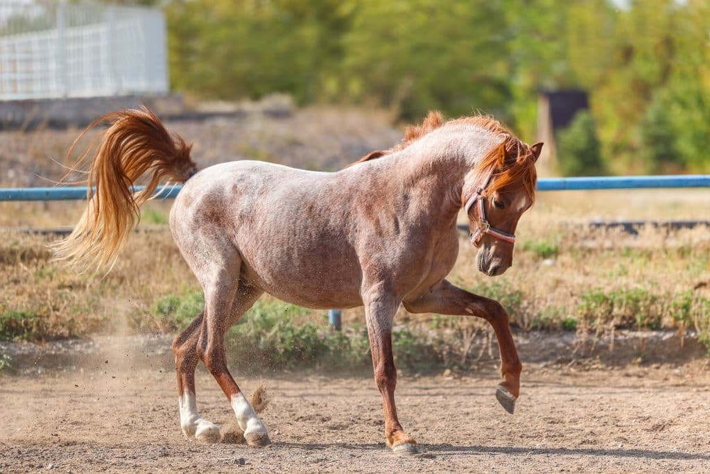 «Дибек» снова в седле