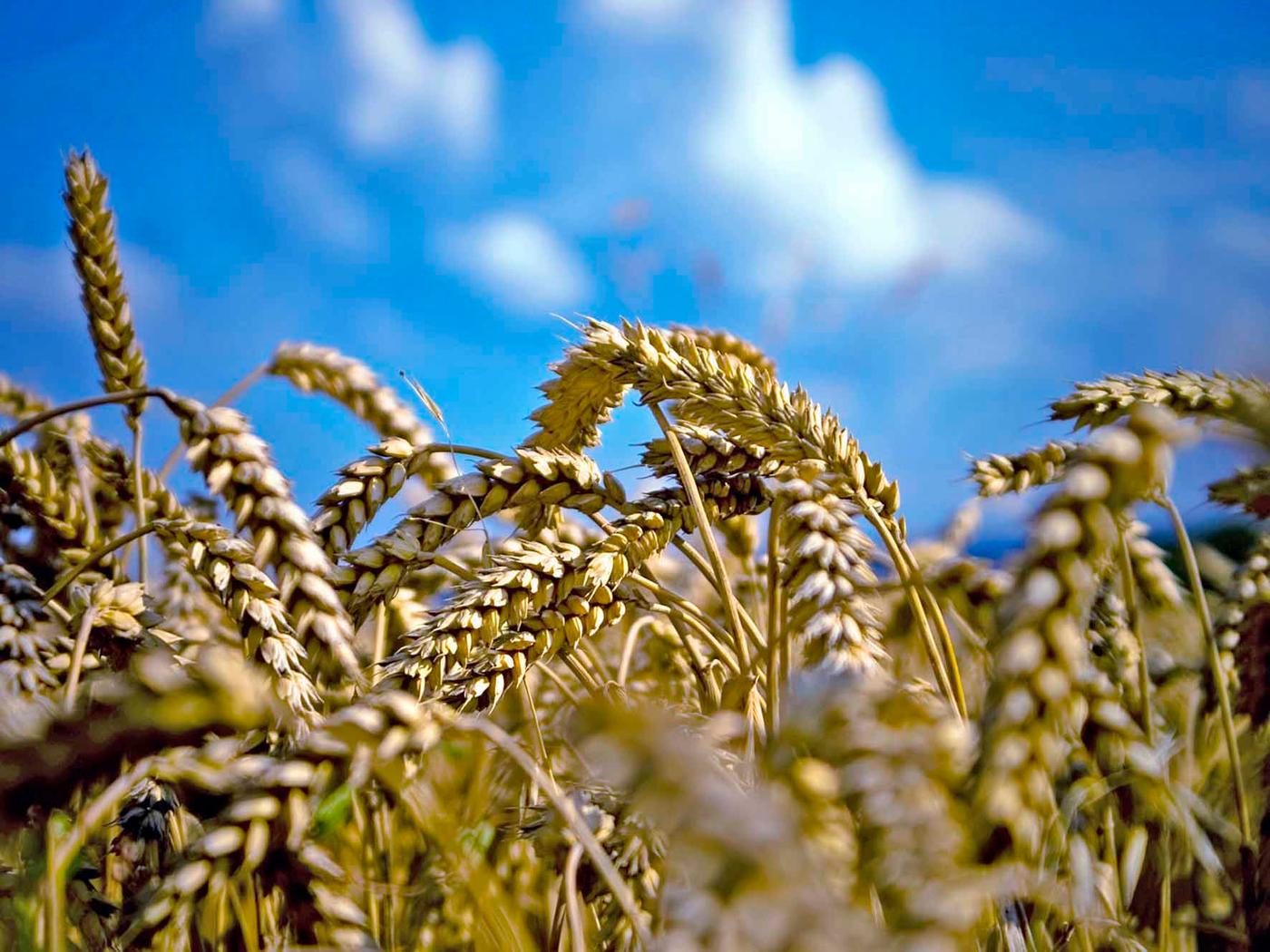 Казахстан готов поставлять в Китай 2 млн тонн зерна в год. Китай поможет с кукурузой