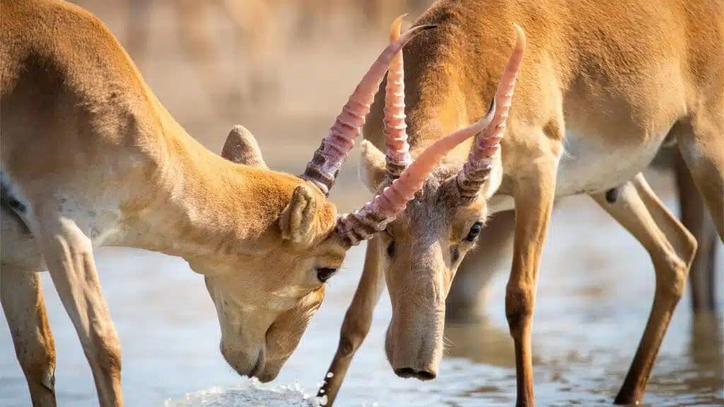Рога сайгака на экспорт