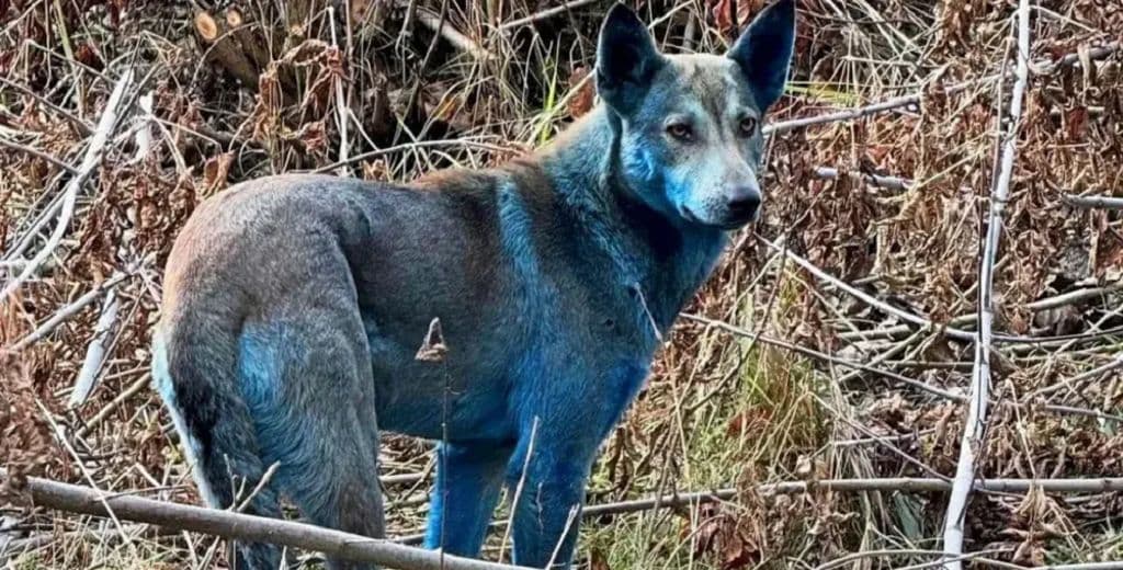 Непознанное. Синие собаки: следствие радиации, промотходов или шутка?